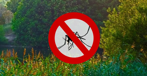 Um Verão sem Mosquitos