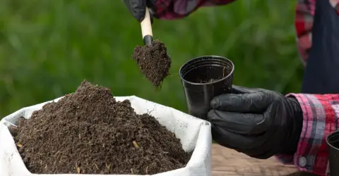 Os Segredos para um Jardim Sustentável