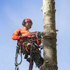 Husqvarna 545XP Mark II Chainsaw – PROFESSIONAL